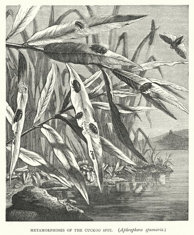 Metamorfosi della sputacchina, Aphrophora spumaria da English School