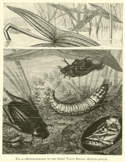 Metamorfosi del grande coleottero acquatico, Hydrous pisceus da English School