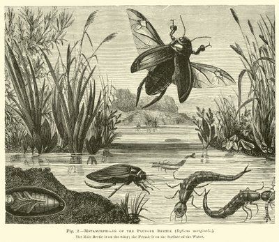 Metamorfosi del coleottero tuffatore, Dyticus marginalis da English School