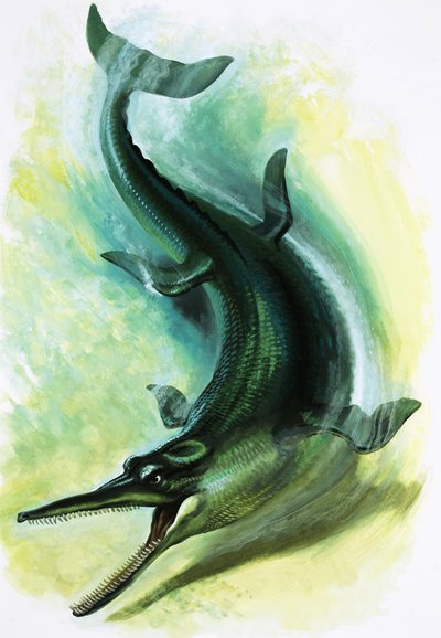 Metriorhynchus da English School
