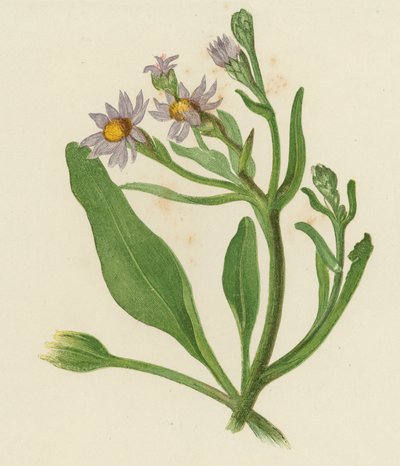 Aster di San Michele, Aster Tripolium da English School