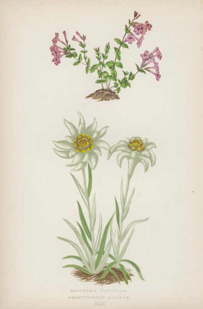 Micomeria Piperella; Leontopodium Alpinum (litografia a colori) da English School