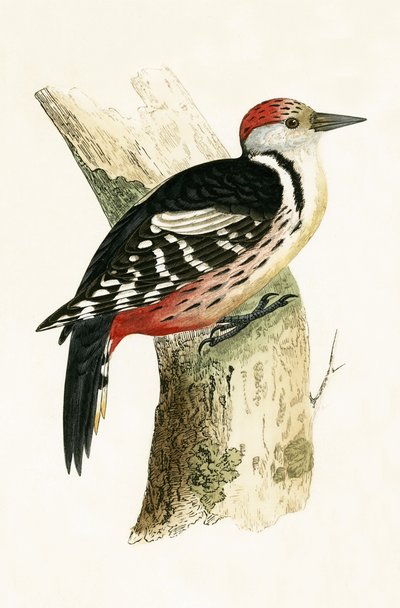 Picchio rosso mezzano, illustrazione da 