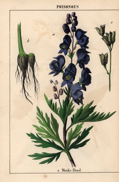 Aconito con fiori blu, da 