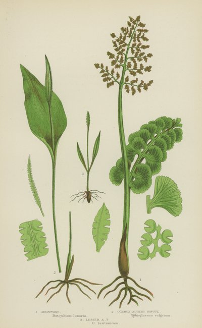 Felce Lunaria, Lingua di Serpente Comune, Lingua di Serpente Minore da English School