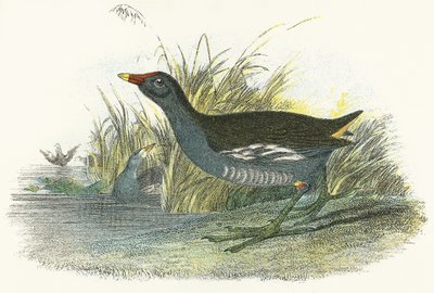 Gallinella d