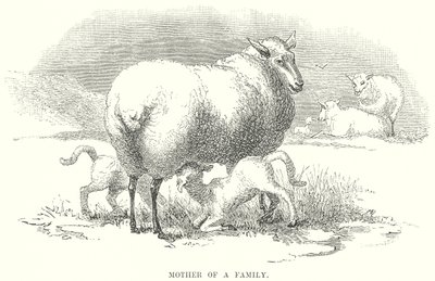 Madre di famiglia (incisione) da English School