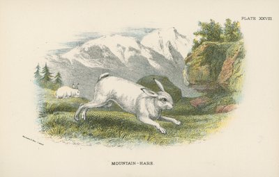 Lepre di montagna da English School