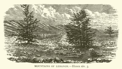 Montagne del Libano, Osea, xiv, 5 (incisione) da English School