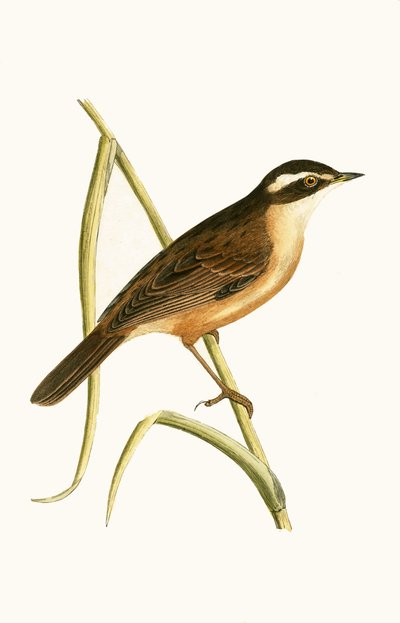 Moustached Warbler, illustrazione da 