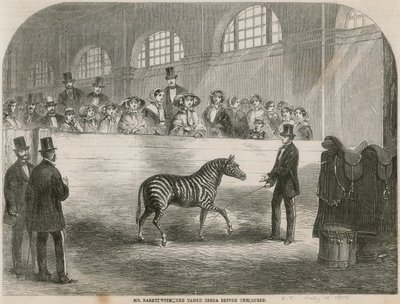 Il Signor Rarey con la zebra addomesticata davanti alla Regina da English School