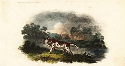Il gatto del signor Stanley che cattura una trota allo stagno del mulino di Weaford, vicino a Lichfield da English School