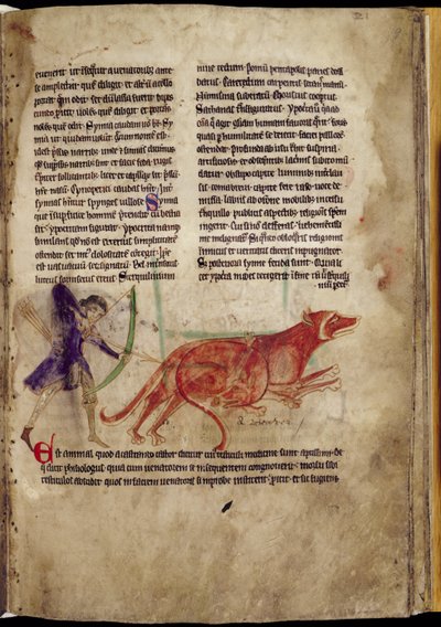 Ms 254, f.19r: Cacciatore che mira a due castori, da un Bestiario, inizio XIII secolo da English School