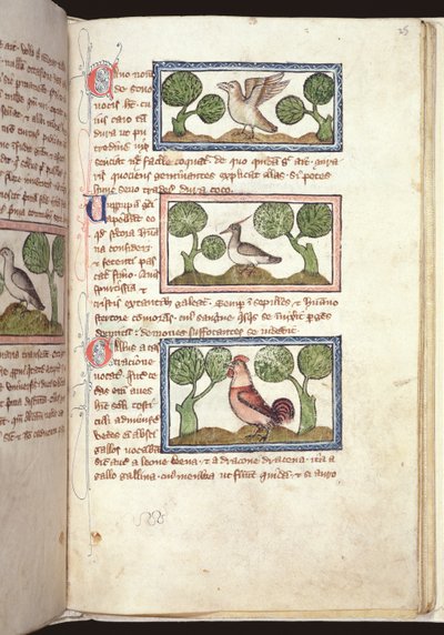 Ms 379, f.25r: Tre uccelli a terra, da un Bestiario, inizio XIV secolo da English School