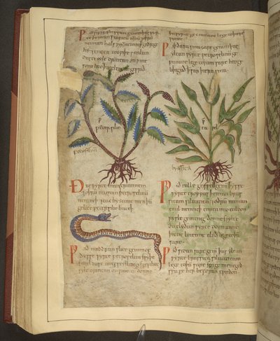 Illustrazioni di Petersilie, Cawel e un serpente, da un antico erbario inglese originariamente di Apuleio (123-80 d.C.), inizio XI secolo da English School