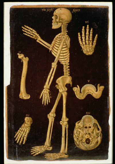 Tavola III dissezione, da Anatomical Tables, di John Banister (1540-1610) da English School