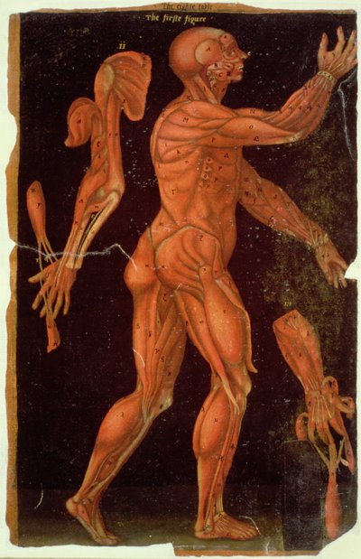 Tavola VIII dissezione, da Anatomical Tables, di John Banister (1540-1610) da English School
