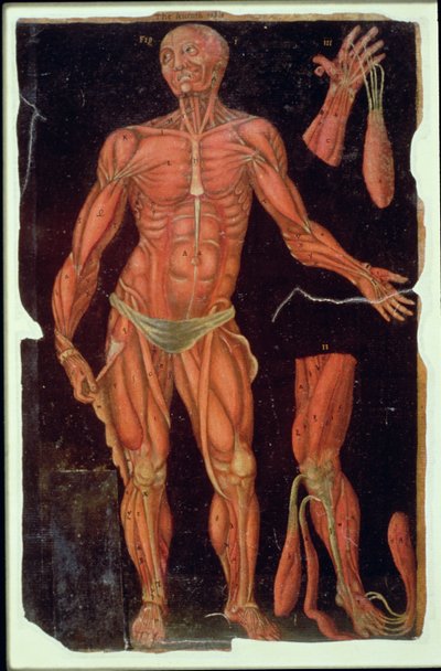 Tavola VII dissezione, da Anatomical Tables, di John Banister (1540-1610) da English School