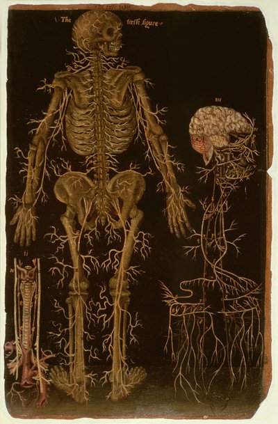 Ms Hunter 364 Tavola V Dissezione, da Anatomical Tables, di John Banister (1540-1610) da English School