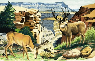 Cervo mulo al Parco Nazionale del Grand Canyon da English School