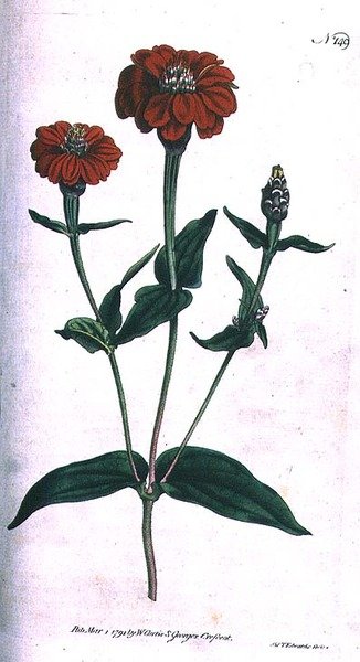 Zinnia Multiflora, tavola 149 da 