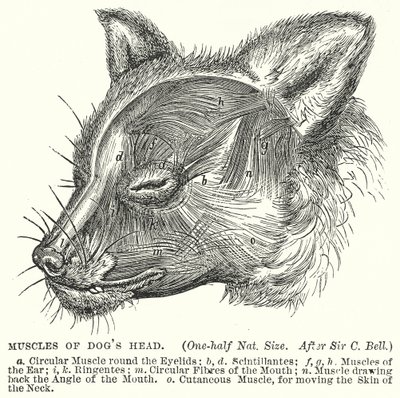 Muscoli della testa di cane (incisione) da English School