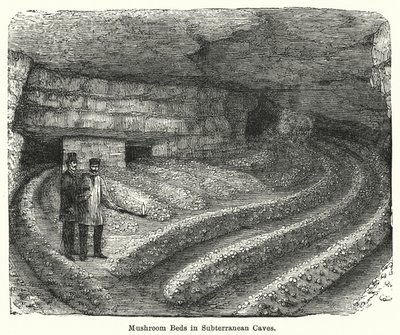 Letti di funghi in grotte sotterranee (incisione) da English School