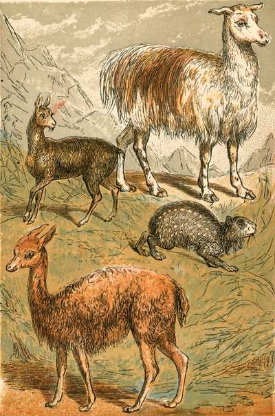 Cervo muschiato, lama, vigogna e paca fuligginosa da English School