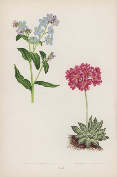 Myosotis Dissitiflora; Primula Farinosa (litografia a colori) da English School