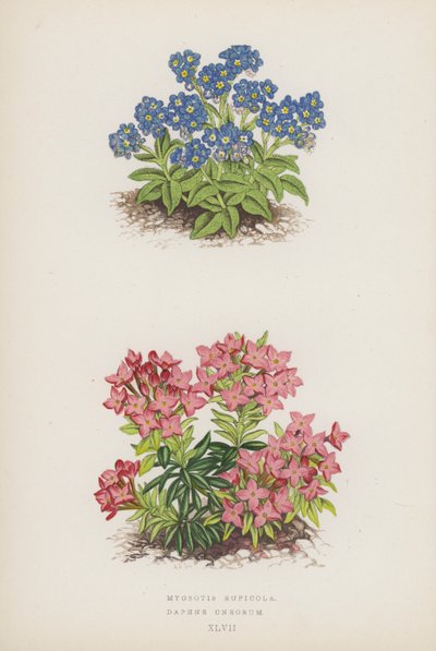 Myosotis Rupicola; Daphne Cneorum (litografia a colori) da English School