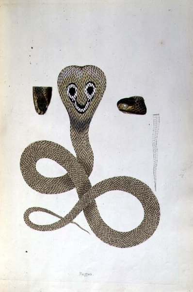Serpente Nagoo da 