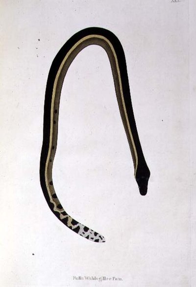 Nalla Wahlagillee Pam Serpente da 