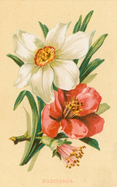 Narciso da English School