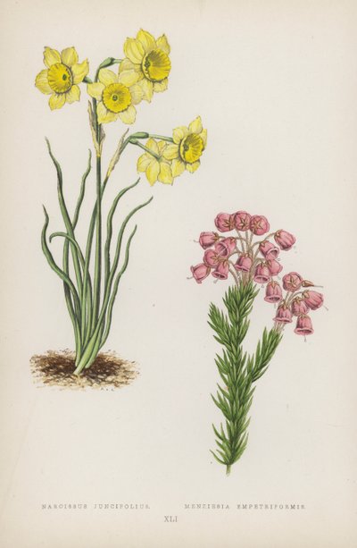 Narcissus Juncifolius; Menziesia Empetriformis da English School