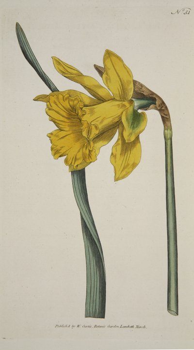 Narcissus Major (Grande Narciso), da The Botanical Magazine or Flower Garden Displayed, pub. 1793 (incisione colorata a mano) da English School