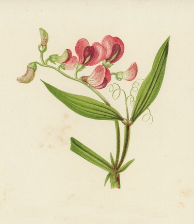 Veccia selvatica, Lathyrus Sylvestris da English School