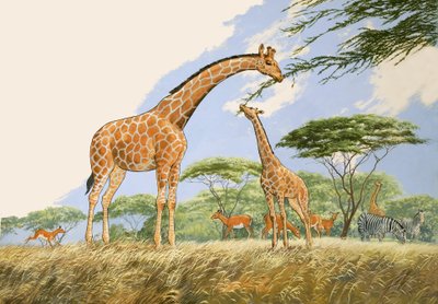Meraviglie della natura: tè pomeridiano per la giraffa da English School