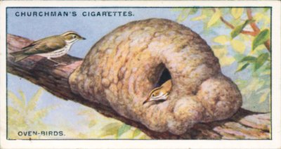 Architetti della natura: Uccelli da forno (litografia a colori) da English School