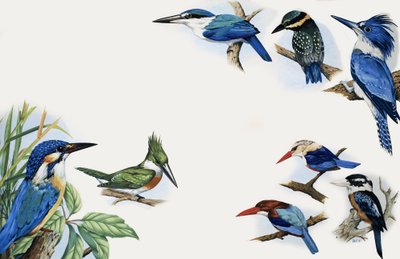 Il regno della natura: un lampo di colore da English School