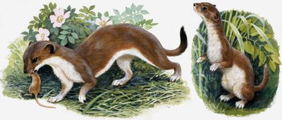 Il regno della natura: i cacciatori della nostra isola da English School