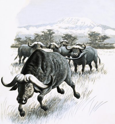 Il regno della natura: Stai lontano dal bufalo! da English School