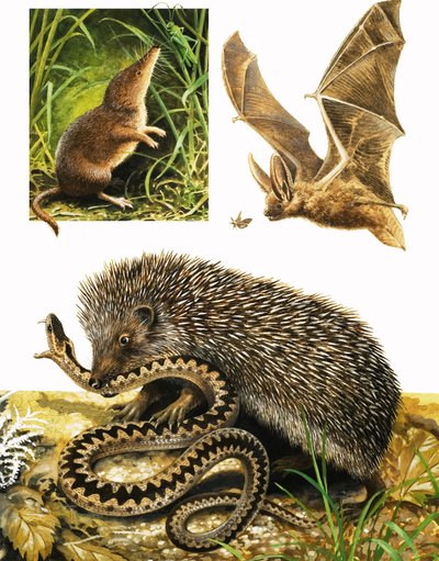 Il regno della natura: sotto la copertura della notte da English School