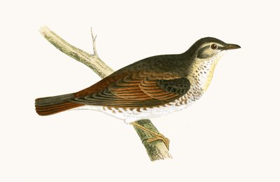Tordo di Naumann, illustrazione da 