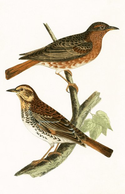 Tordo di Naumann, illustrazione da 