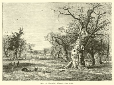 Vicino al Recinto delle Capre, Grande Parco di Windsor da English School