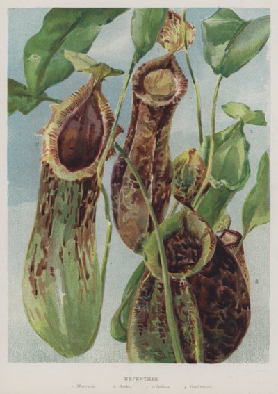 Nepenthes da English School