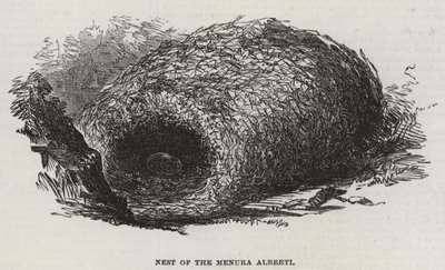 Nido del Menura Alberti (incisione) da English School