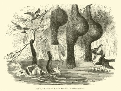 Nidi di tessitori sudafricani da English School