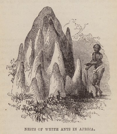 Nidi di termiti bianche in Africa da English School