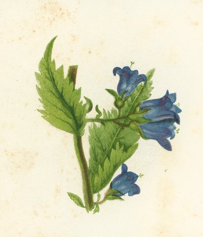 Campanula Trachelium da English School